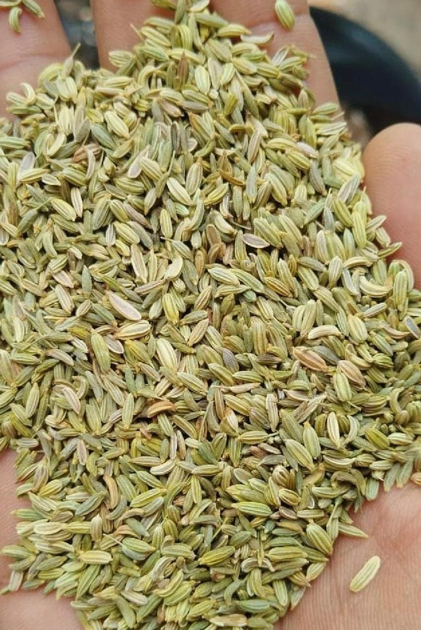 Fennel Seeds