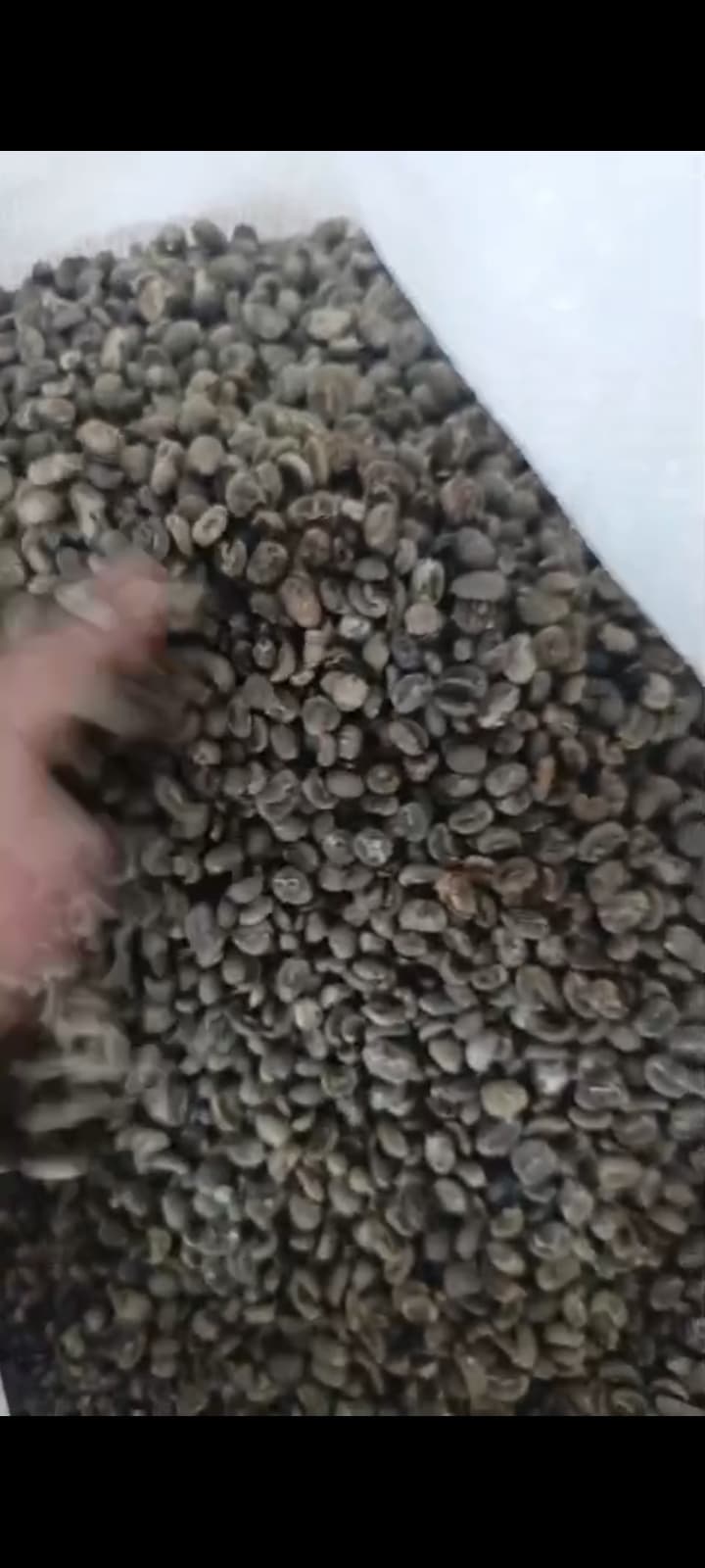 Premium Arabica Coffee Beans - High Quality Export Grade Coffee Beans for Wholesale