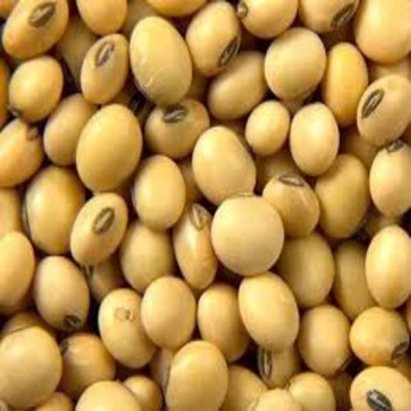SoyaBean Italy