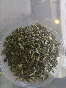Dried mint leave and powder 